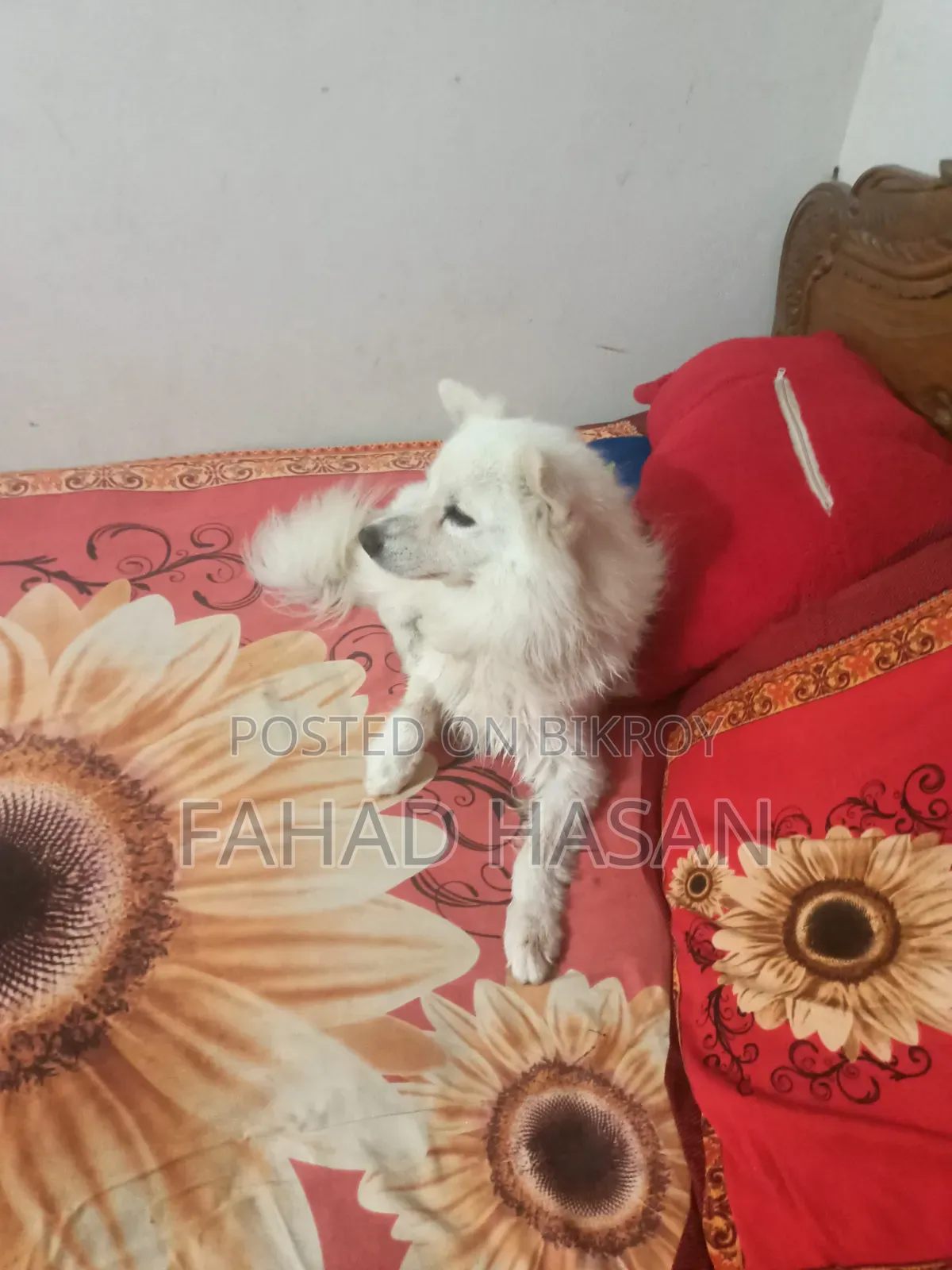6-12 months Male Purebred Japanese Spitz