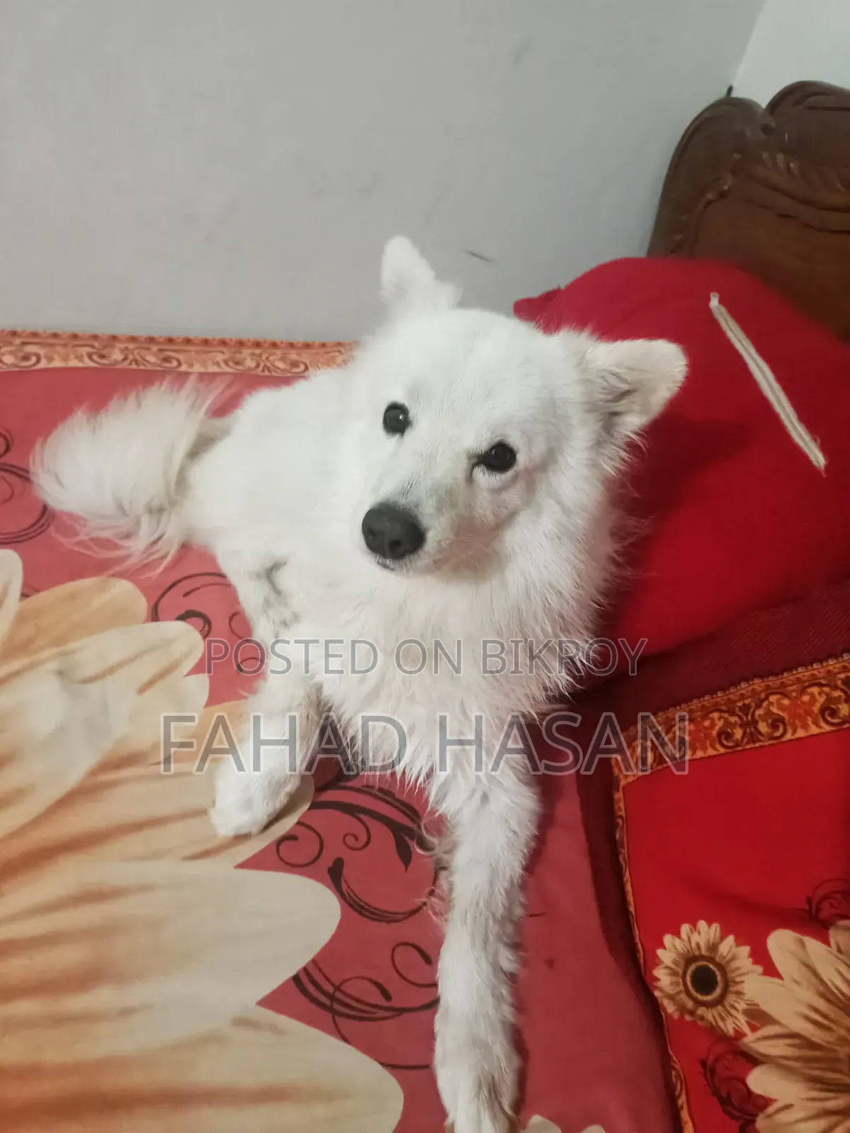 6-12 months Male Purebred Japanese Spitz