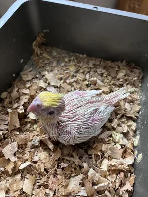 Cockatiel Baby
