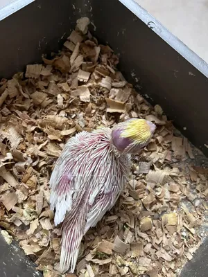 Cockatiel Baby