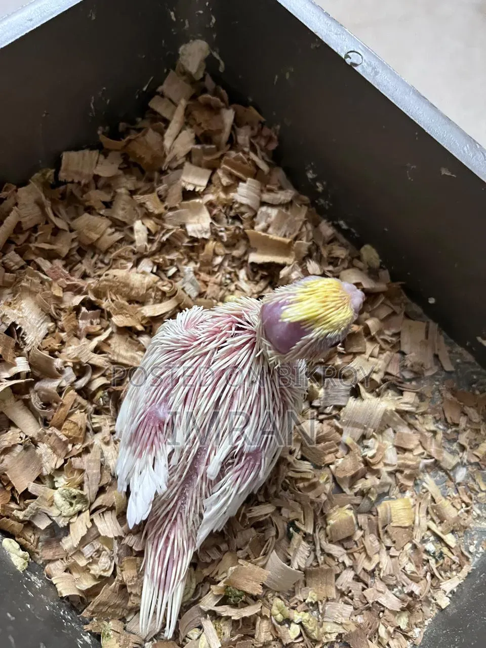 Cockatiel Baby