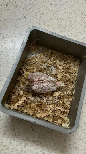 Cockatiel Baby