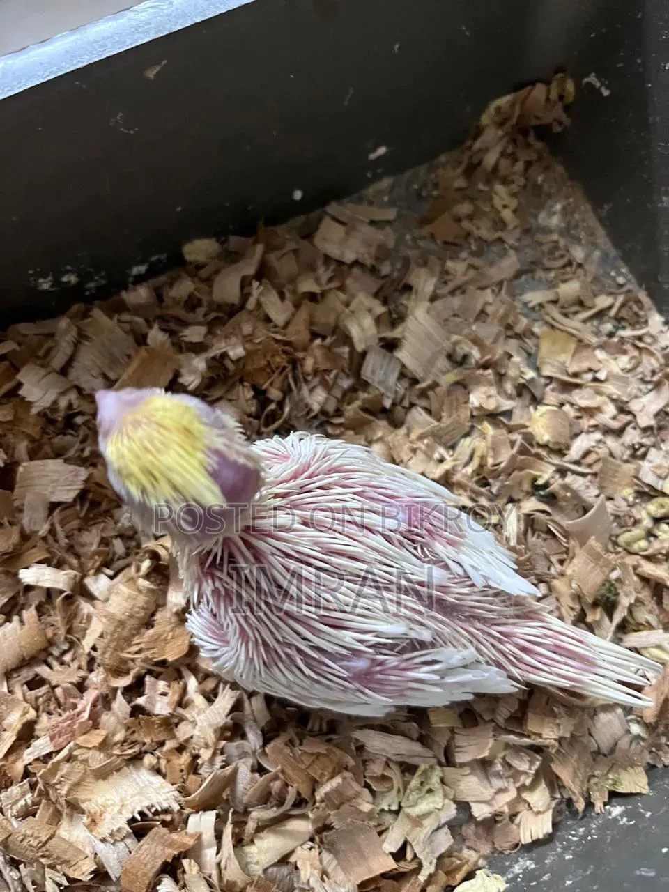 Cockatiel Baby