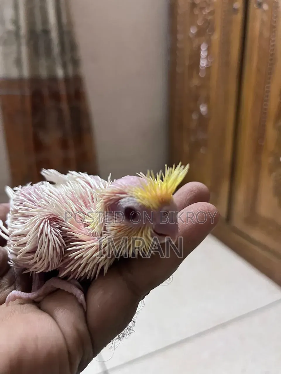 Cockatiel Baby