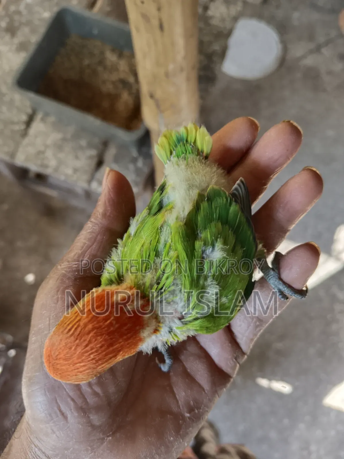 Lovebird Baby