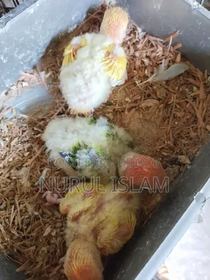 Lovebird Baby