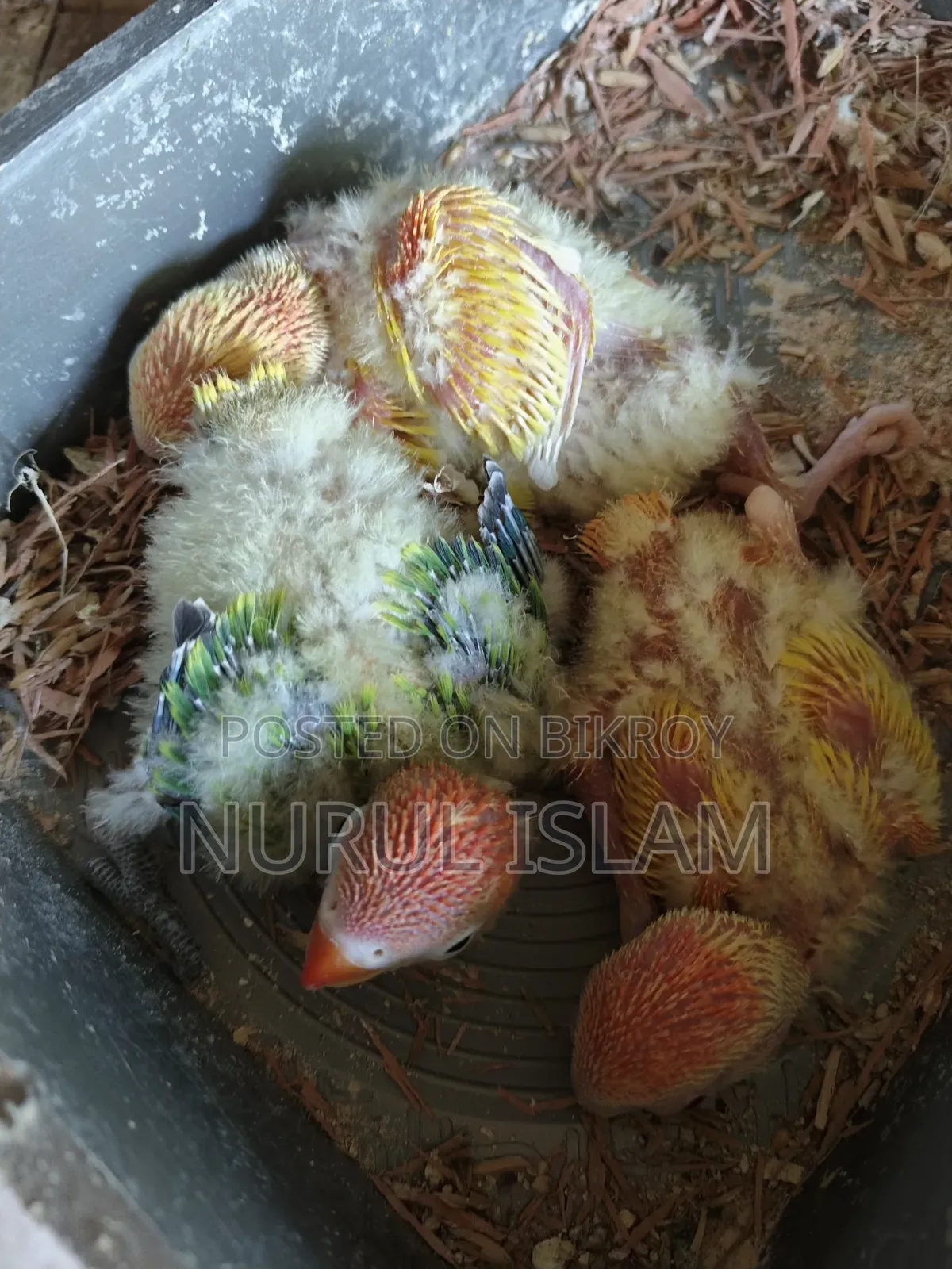 Lovebird Baby