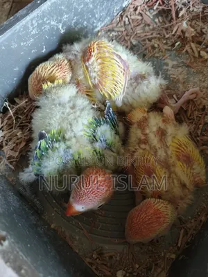 Lovebird Baby