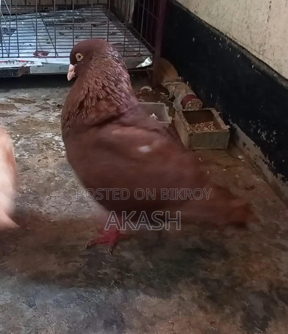 King Pigeon Male
