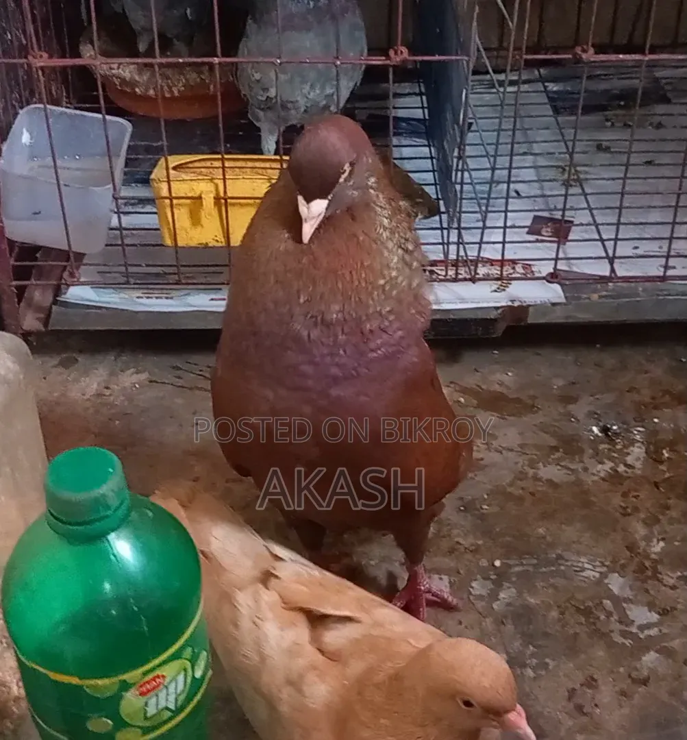 King Pigeon Male