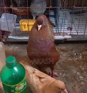 King Pigeon Male