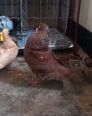 King Pigeon Male