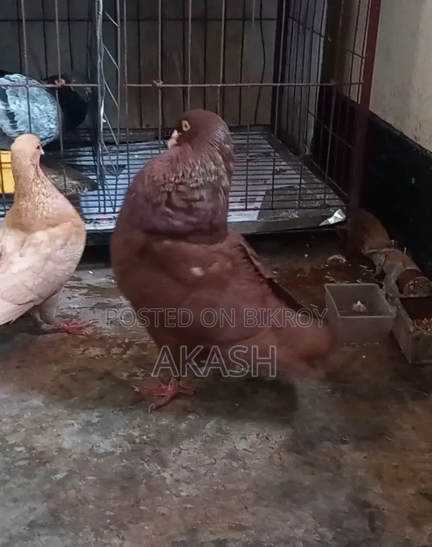 King Pigeon Male