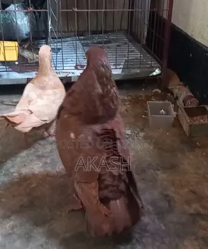 King Pigeon Male