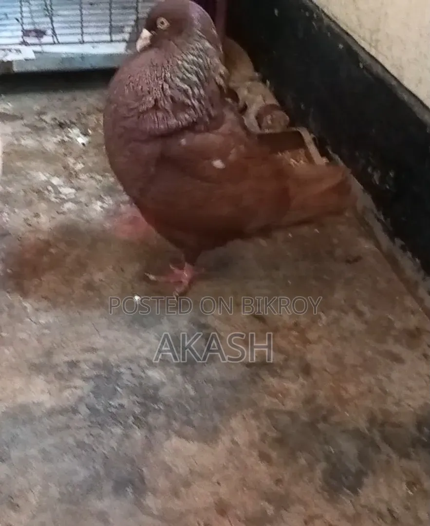 King Pigeon Male