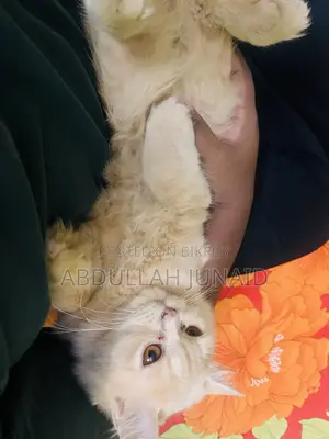 ৩-৬ মাসের পুরুষ খাঁটি পার্সিয়ান