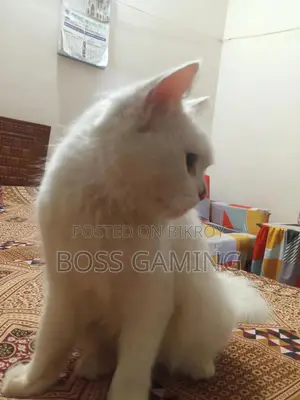 ১+ বছরের মহিলা পিউরব্রেড পার্সিয়ান