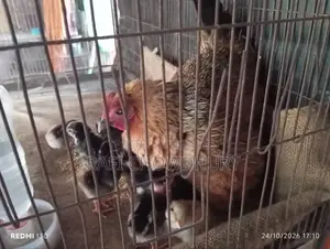 Murgi With Chicks