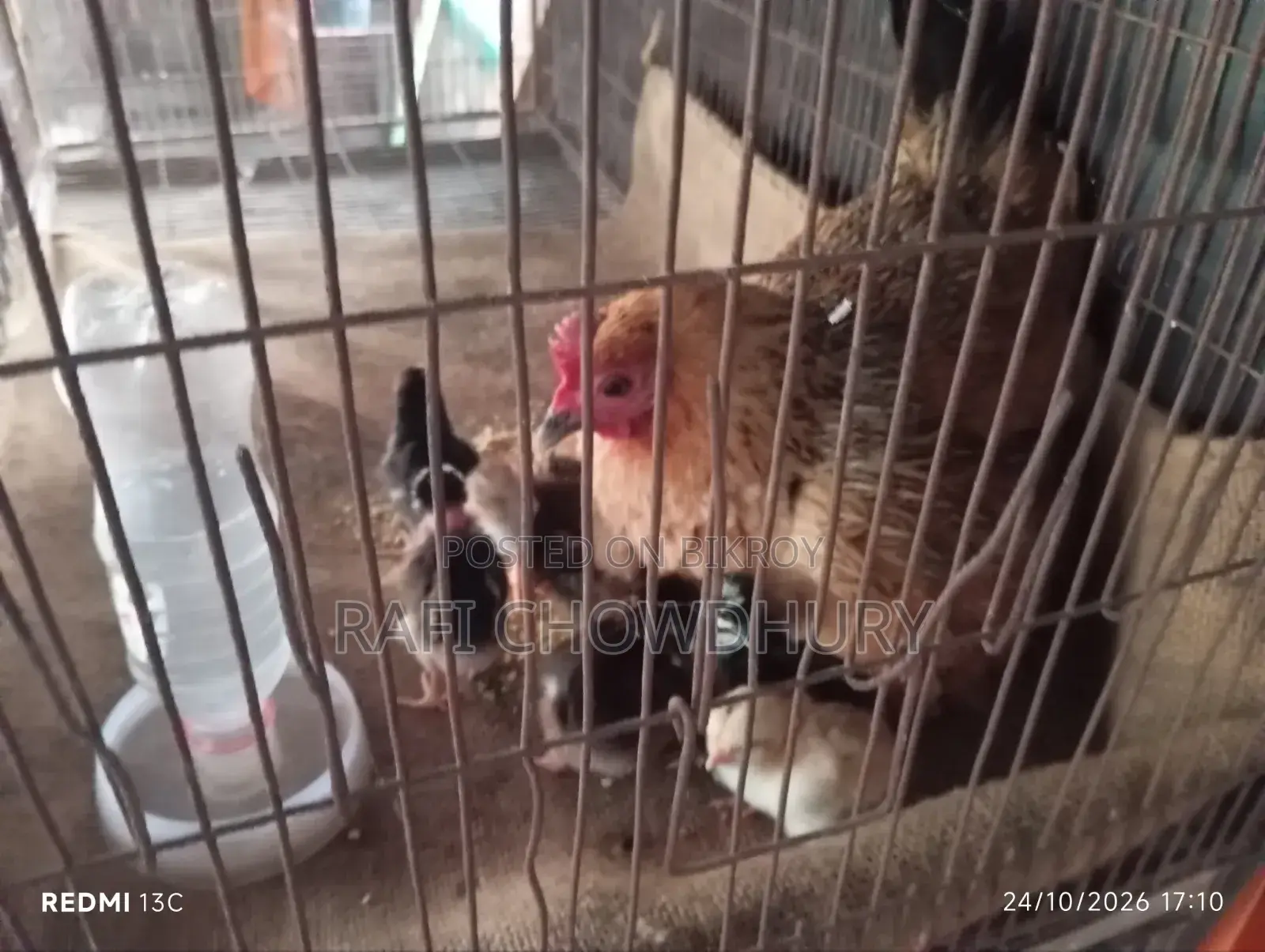 Murgi With Chicks