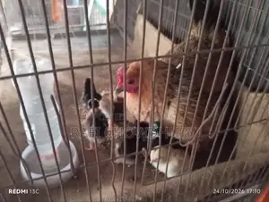 Murgi With Chicks