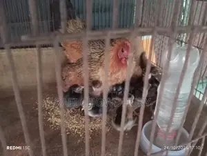 Murgi With Chicks