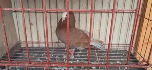 Mukkhi Nor