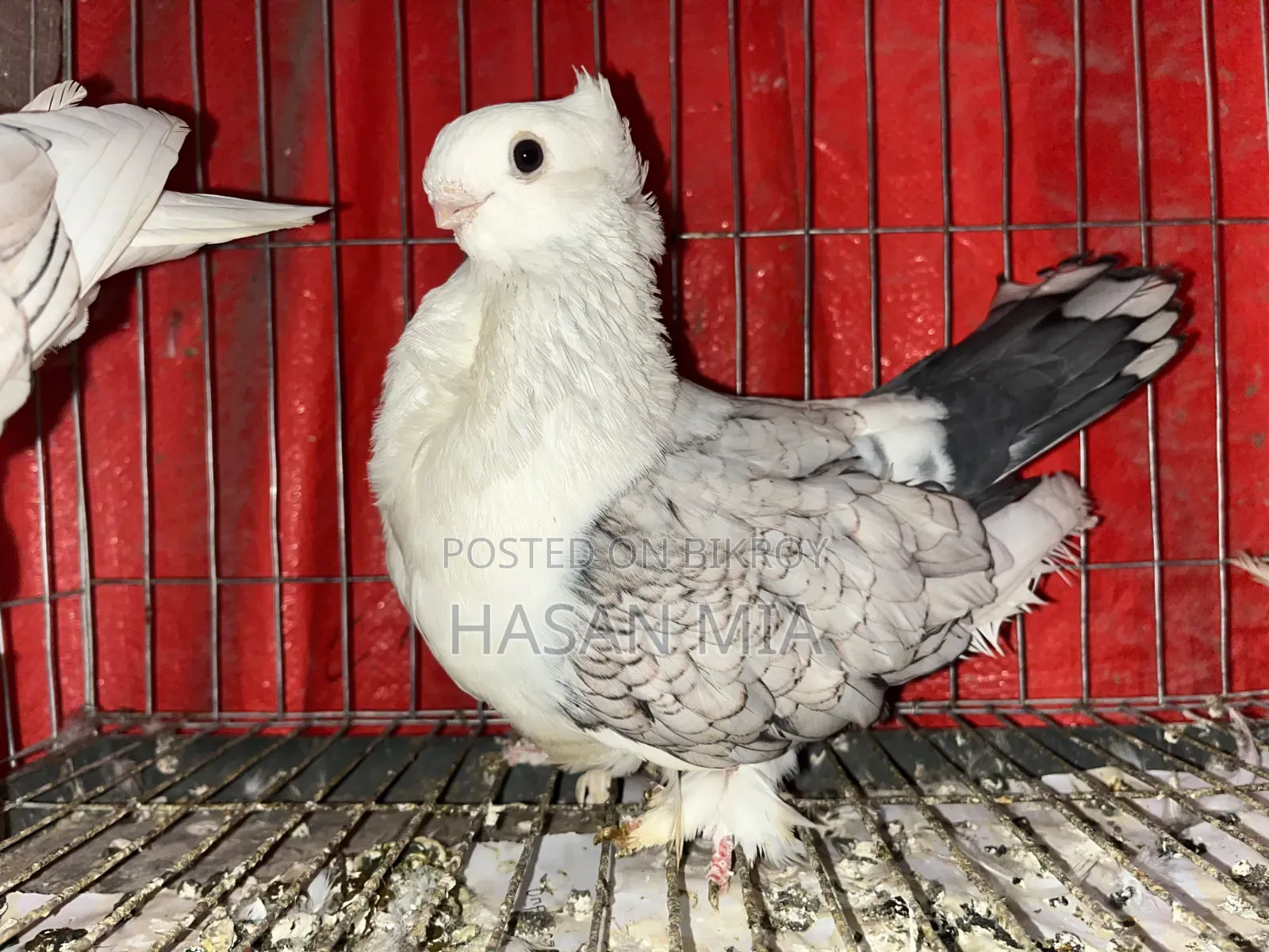 Modern Shartin Pigeon