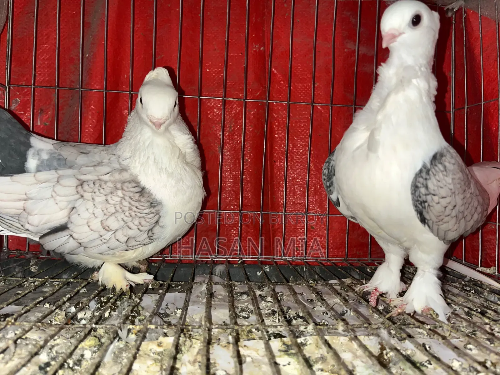 Modern Shartin Pigeon