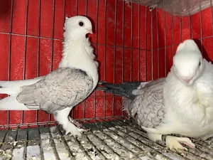 Modern Shartin Pigeon