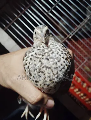 মাংস বা প্রজননের জন্য কোয়েল পাখি।