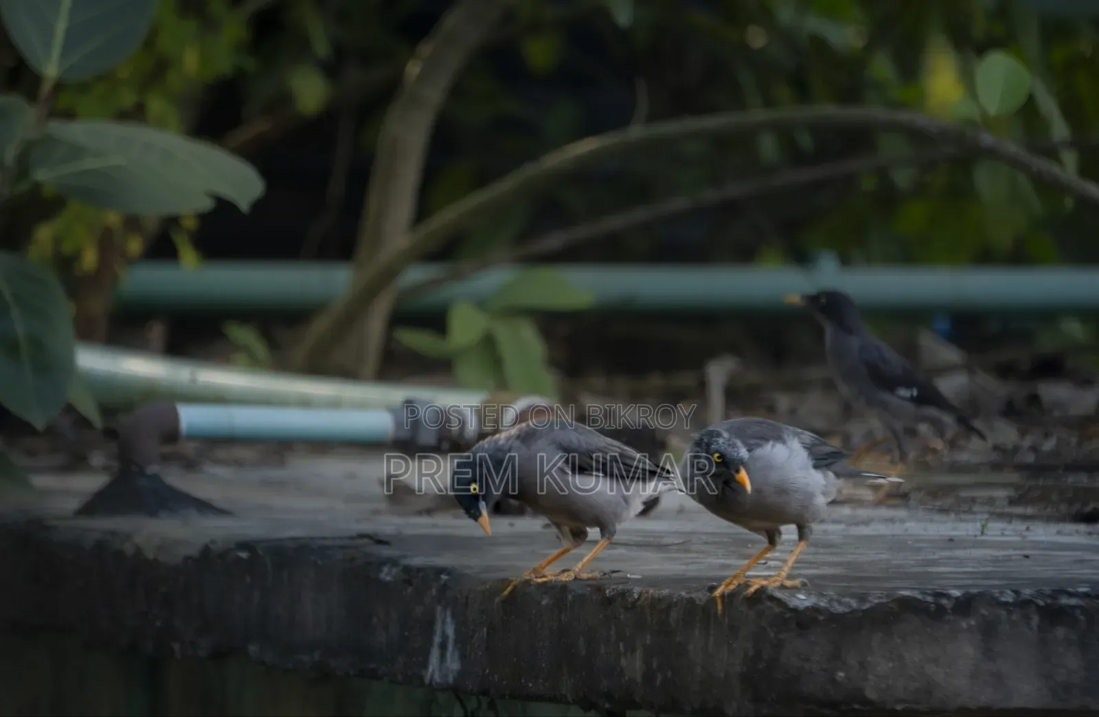Sony E 55-210mm (Read Description First)