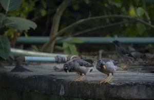 Sony E 55-210mm (Read Description First)