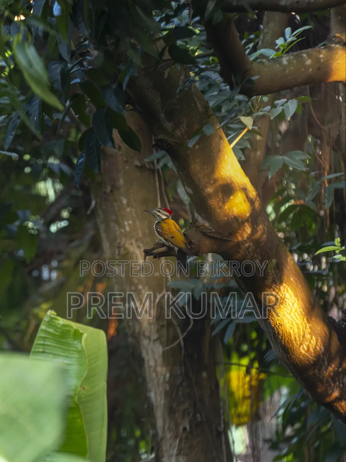Sony E 55-210mm (Read Description First)