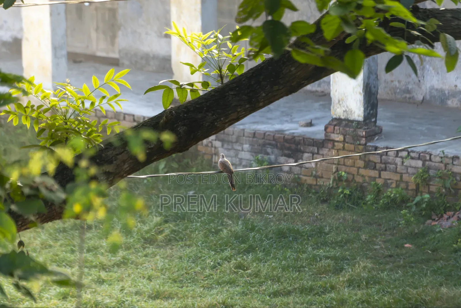 Sony E 55-210mm (Read Description First)