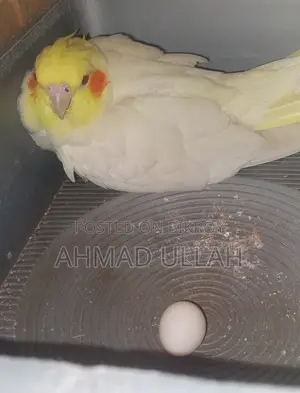 Lutino Pearl Cockatiel pair with eggs for sale.