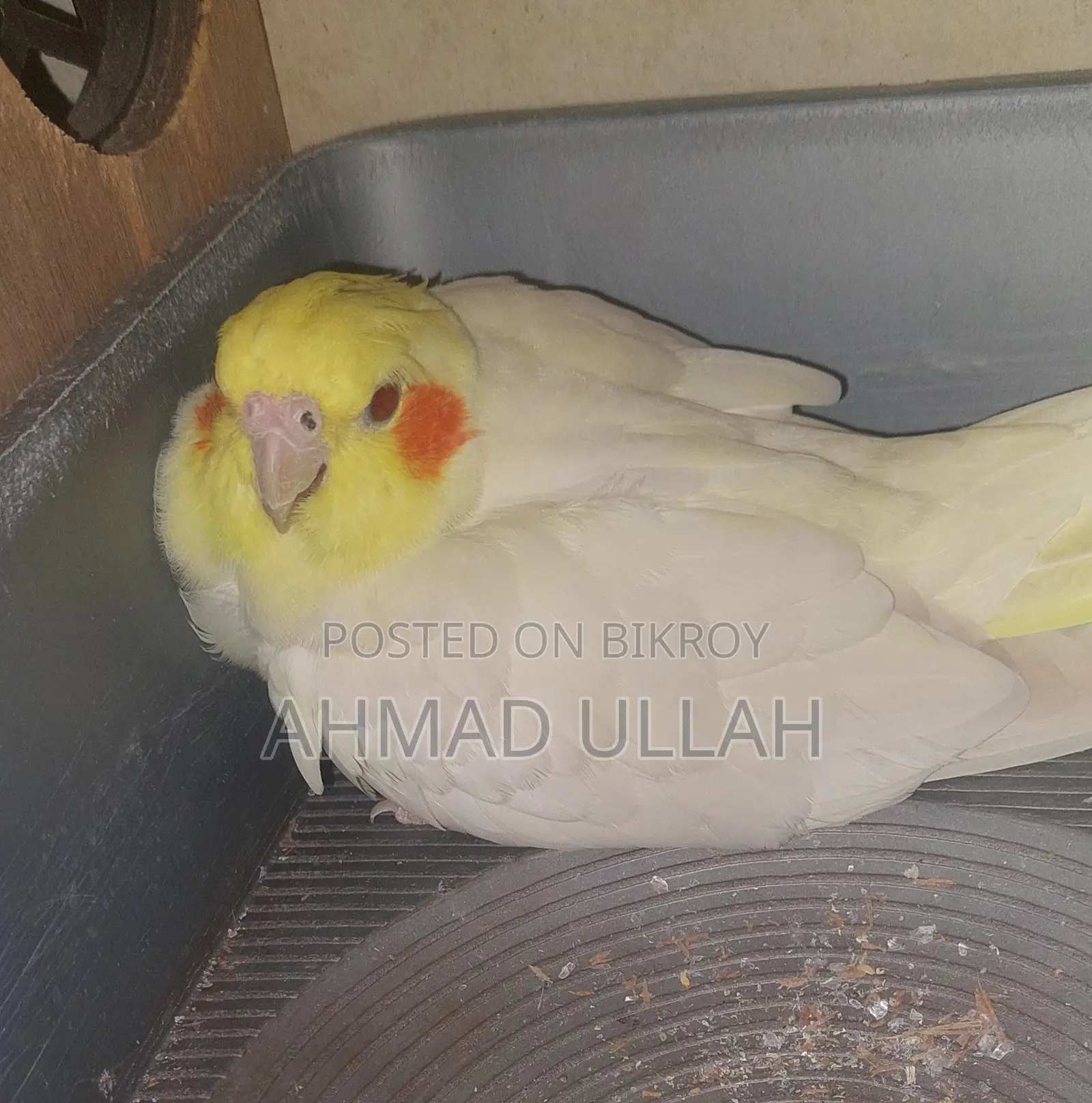 Lutino Pearl Cockatiel pair with eggs for sale.