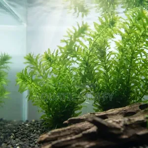 Anacharis Aquarium Live Natural Plant