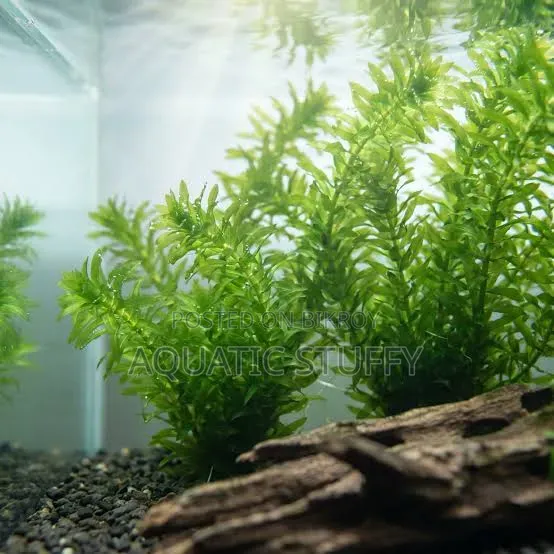 Anacharis Aquarium Live Natural Plant