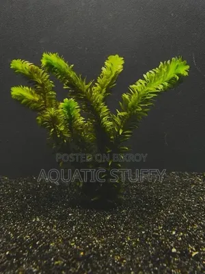 Anacharis Aquarium Live Natural Plant