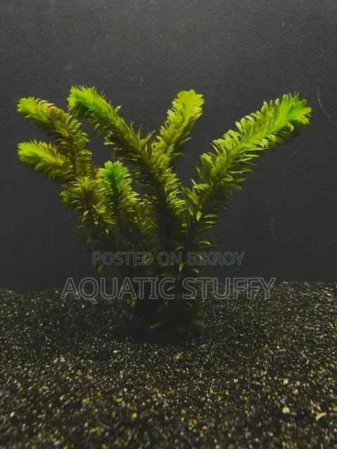 Anacharis Aquarium Live Natural Plant