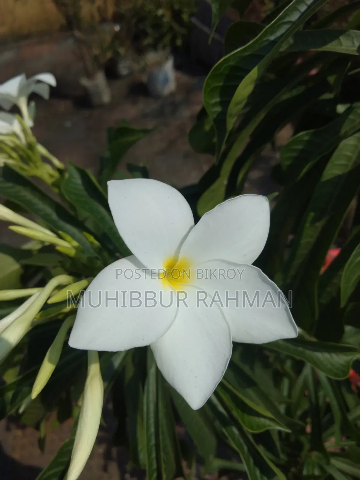Plumeria Flower Tree. Kathgolap Flower Tree.