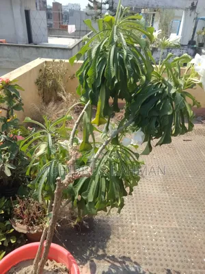 Plumeria Flower Tree. Kathgolap Flower Tree.