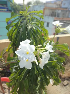 Plumeria Flower Tree. Kathgolap Flower Tree.