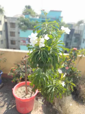 Plumeria Flower Tree. Kathgolap Flower Tree.