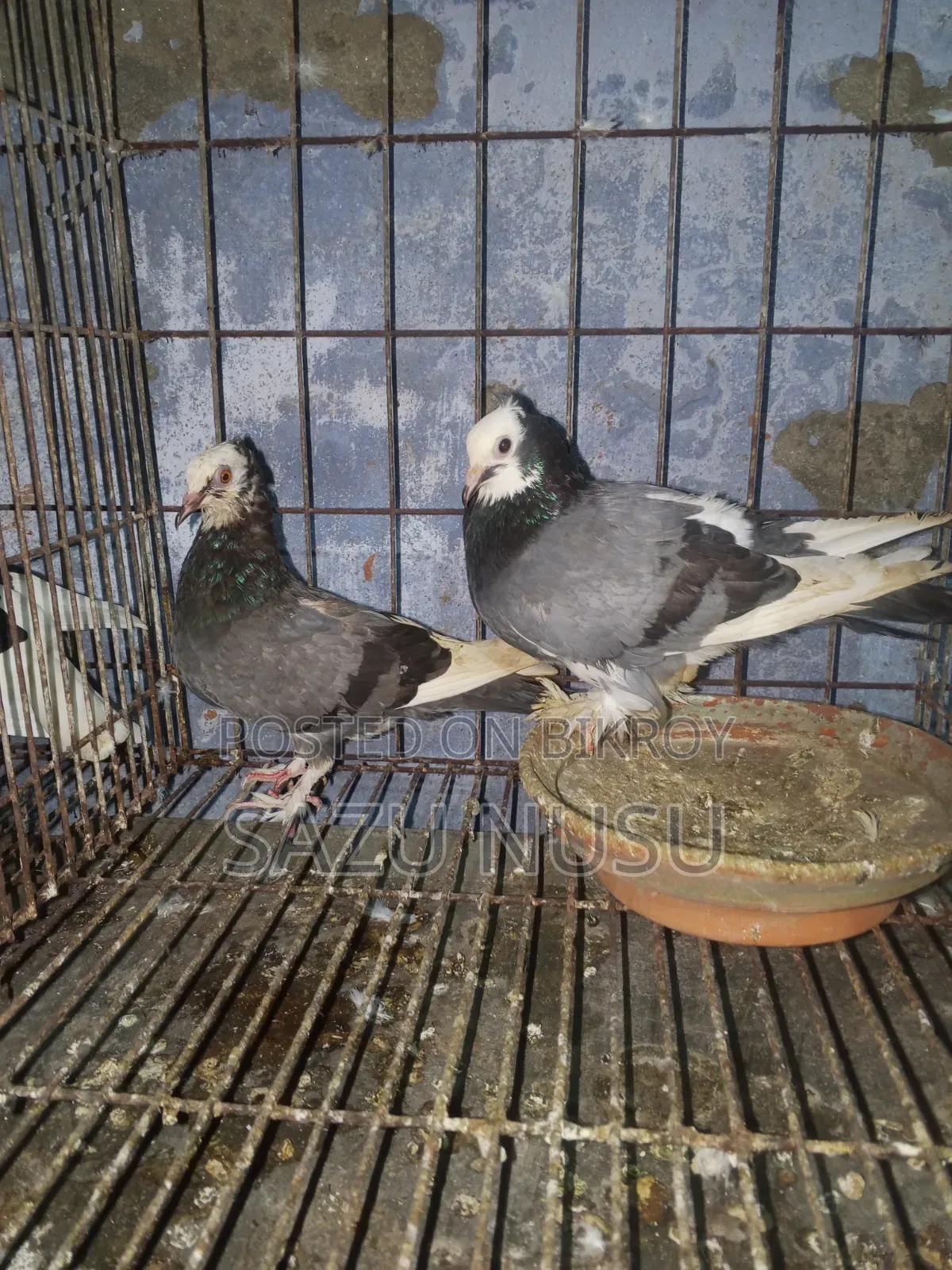 Akashi Rajghola Running Pair