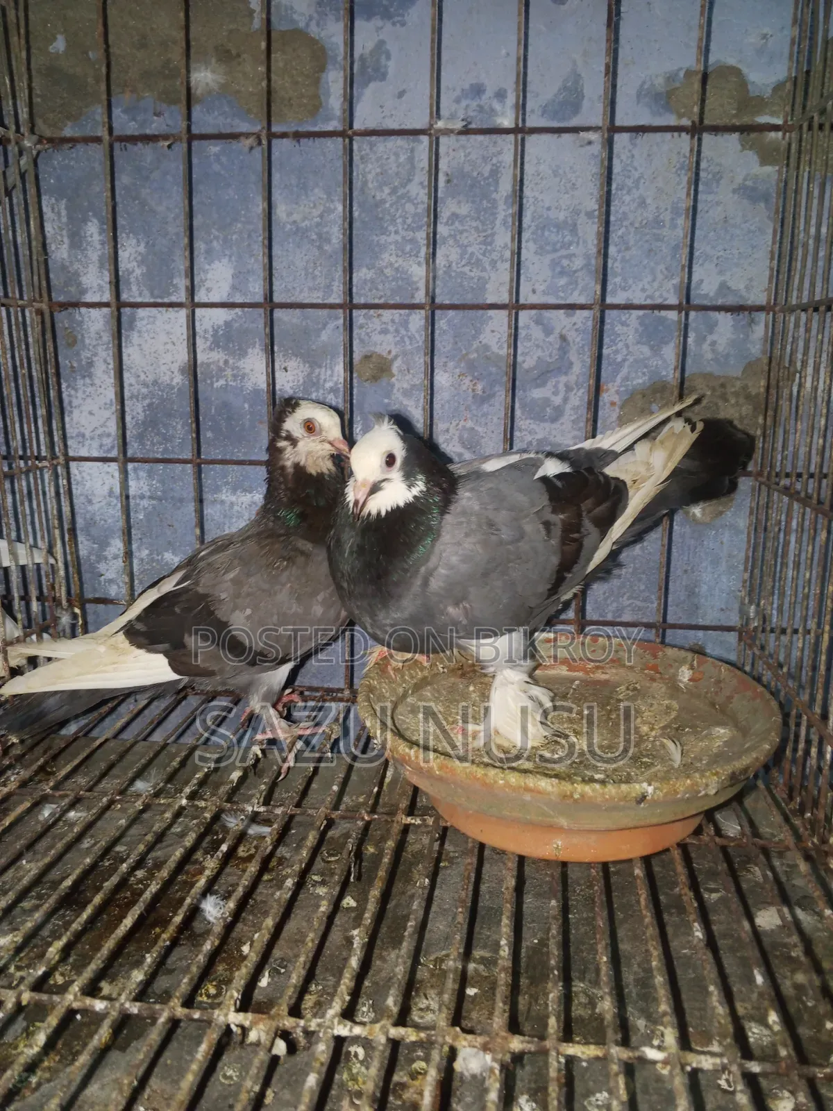 Akashi Rajghola Running Pair