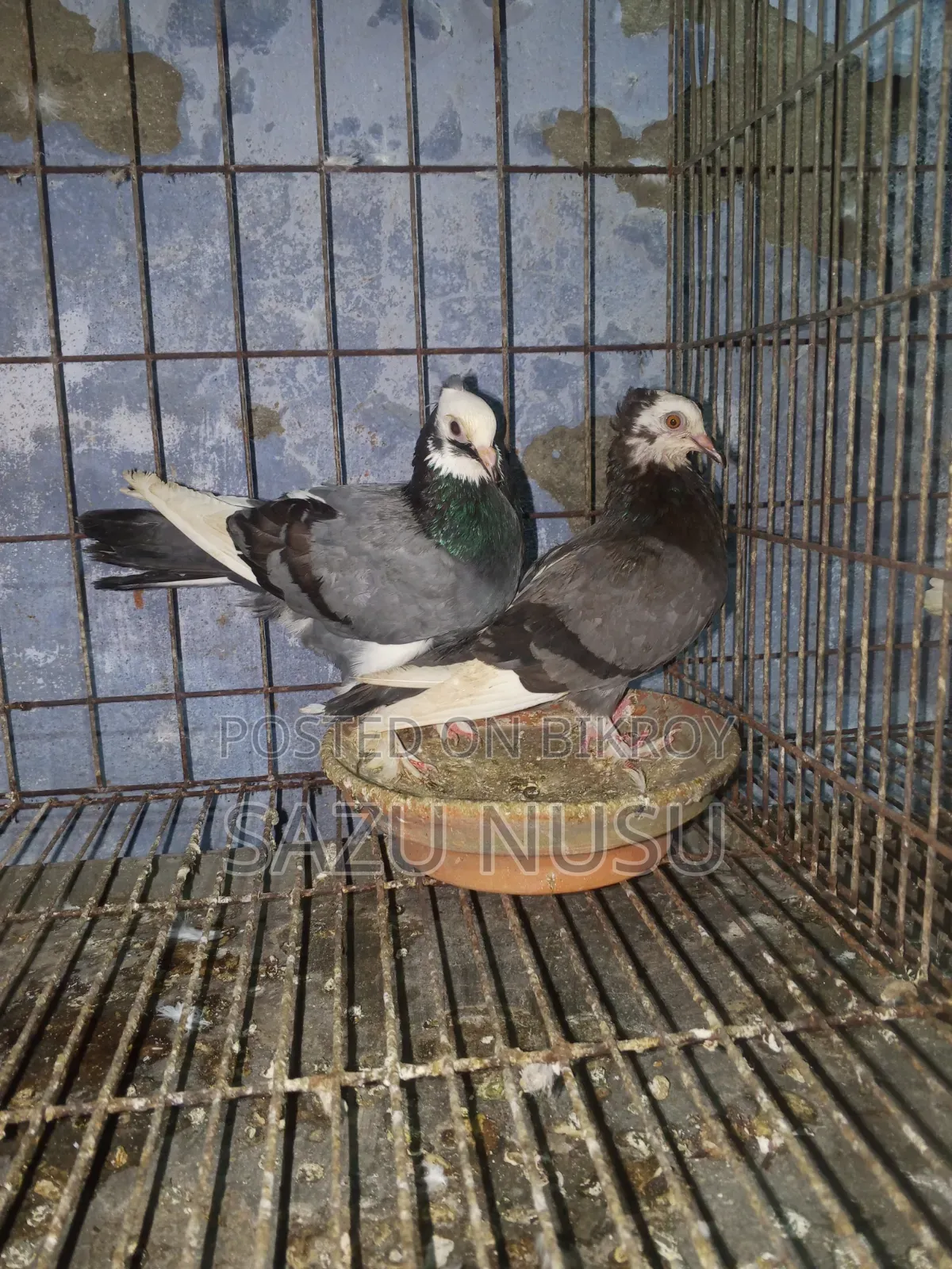Akashi Rajghola Running Pair
