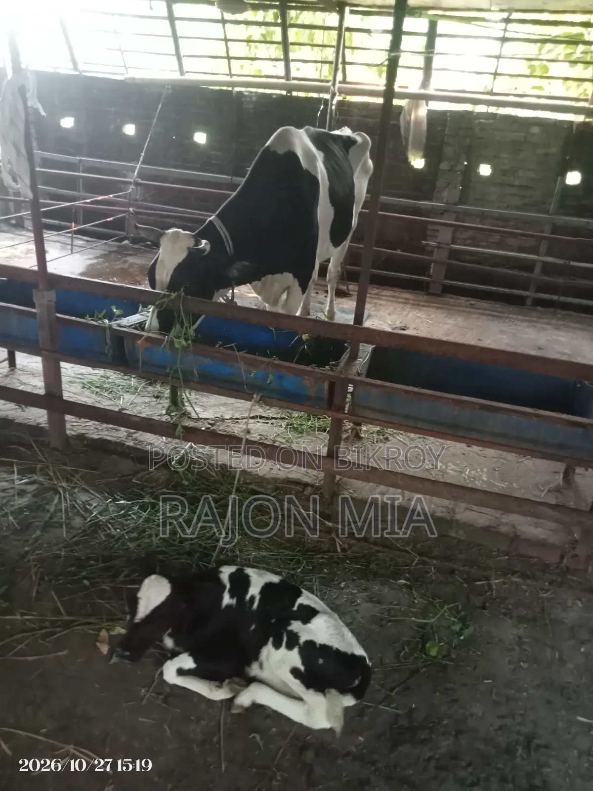 Cow with Calf