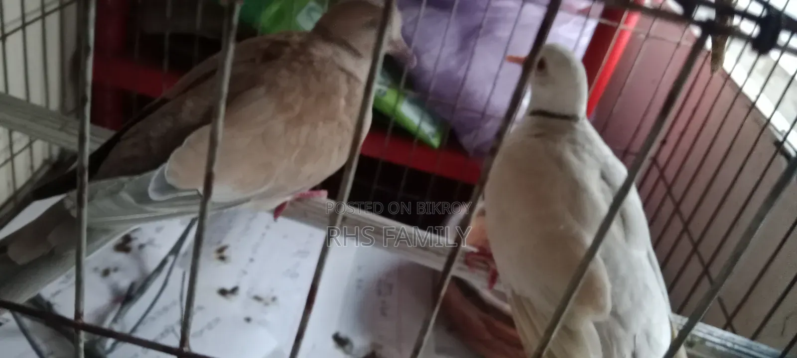 ঘুঘু পাখি বিক্রি করা হবে