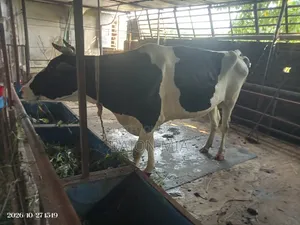 Cow with Calf